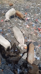 Pigs scavenge garbage dumps in deteriorating urban area
