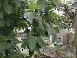 Rooftop garden with laundry documented in Yuzhong District