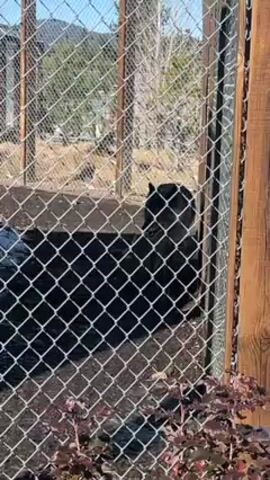 The video shows a black bear in an enclosure, likely at a zoo or wildlife sanctuary. The enclosure is made of chain-link fence with wooden posts, and there's a stream or water feature inside. The bear is moving around within the enclosure. Outside the enclosure, there are some reddish-purple plants and a clear, sunny sky. A person speaking is recorded in the background.