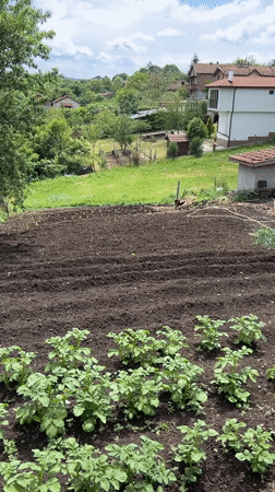 Rural garden activity and dog captured in Krushevets, Bulgaria
