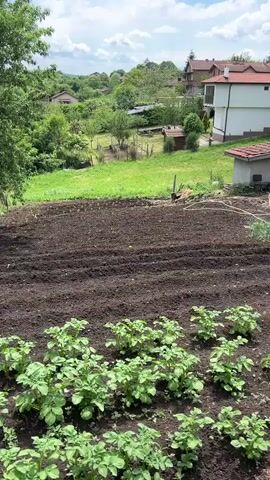 The camera pans across a cultivated garden plot in a rural setting. In the foreground, rows of young potato plants are visible. Beyond them, the soil has been tilled and prepared for planting.  The garden is surrounded by a chain-link fence, with vegetation growing along its base.  Beyond the fence, a lush green hillside leads to a line of houses in the distance.  The sky is partially cloudy with patches of blue.  Trees are scattered throughout the landscape, adding to the rural ambiance.