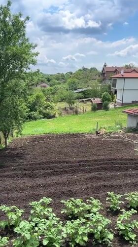 Rural garden activity and dog captured in Krushevets, Bulgaria