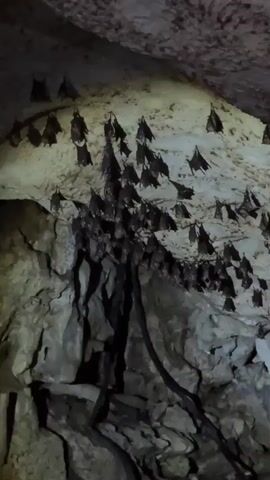 The video shows bats clinging to the walls and ceiling of a cave. The cave walls are rough and rocky, with an off-white color. The bats are small and dark in color. They are clustered together in several groups on the wall. A voice can be heard in the background.