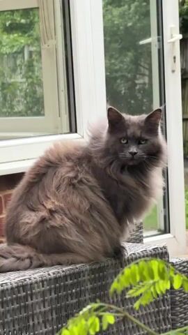 A fluffy grey cat sits on a wicker chair outside a conservatory. The cat is looking towards the camera. The conservatory has large windows and a white frame. In the foreground, there are green leaves. The background shows trees and foliage. The overall setting appears to be a garden or patio area.