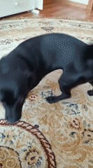 Quiet domestic moments with dog and baby in Tobolsk home