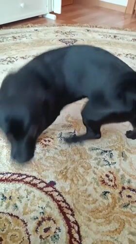 Quiet domestic moments with dog and baby in Tobolsk home