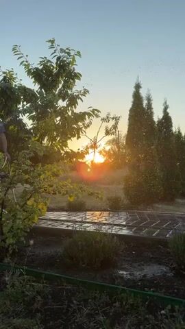 The video is a vertical, landscape shot of a garden at sunset. The sun is low in the sky, casting a warm glow and a lens flare. A line of evergreen trees stands on the right side of the frame, with what appears to be water droplets or small flying insects reflecting the light. A small tree with green leaves is on the left. In the foreground, there is a garden bed with dark soil and some low-lying green plants, possibly lavender. A paved pathway runs through the garden, and the pavement is wet, suggesting it has recently been watered or rained on. The sky is clear and pale blue. The overall atmosphere is peaceful and serene.