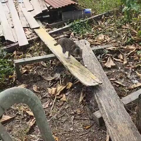 A tabby cat walks across a wooden plank that is angled downwards. The plank is laid over some debris. The cat reaches the end of the plank and steps off onto the ground. The cat then walks away from the camera.