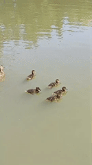 Ducklings, docks, and a sunny urban waterfront morning