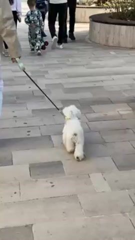 A white fluffy dog walks on a leash being held by a person wearing white pants, a tan jacket, and black shoes with white soles. They are walking on a light grey bricked surface. A small boy wearing a grey pajama set patterned with Mickey Mouse heads walks ahead of them, carrying a blue and black toy.  Other pedestrians are visible, walking ahead and to the right. There are raised planters with benches around them.
