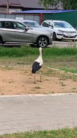 A white stork with black wings stands in a dirt patch next to a paved walkway. The stork is facing forward, and its head is slightly turned to the left. Behind the stork, two cars are parked on a grass area. The car on the left is silver, and the car on the right is white. In the background, there are buildings and trees.