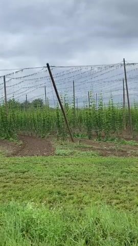 A slow pan across a hop field shows rows of young hop plants growing up tall poles and wires. The plants are green and lush, with many leaves. The sky is cloudy and overcast, suggesting that it may rain soon. In the foreground, there is a patch of tall green grass. The hop field appears to be quite large, with many rows of plants stretching into the distance.