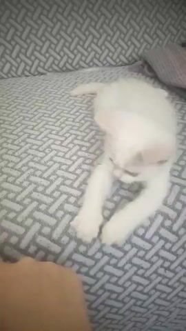 A person's hand with a ring on their finger is visible in the foreground, reaching towards a small white kitten. The kitten is lying on a sofa with a grey and white geometric pattern. The kitten stretches out its paws and yawns widely. The person's finger nudges the kitten, which then retracts its paws and appears to lick its nose. The kitten's tail is raised. The background shows the sofa and a folded blanket or cushion.