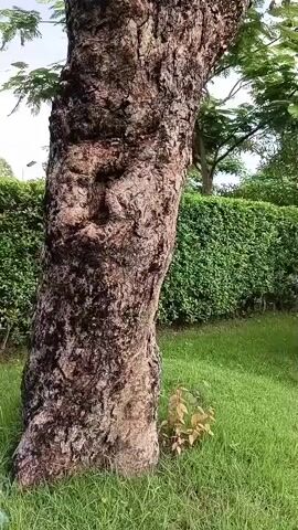 A camera pans up the thick, rough bark of a tree. The tree has a large trunk with a prominent knot or cavity in the bark that resembles a face. There are cut branches on the trunk. Vines with small green clusters are growing on the trunk. The tree is in an outdoor setting with green grass and a trimmed hedge in the background. The sky is visible above the tree.