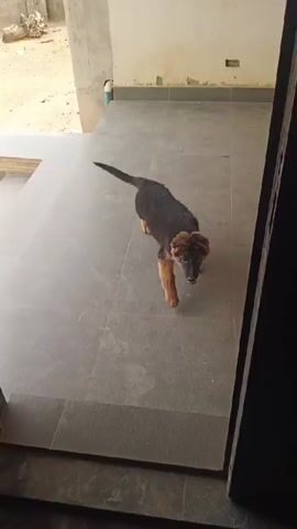 A puppy walks from the doorway into a room. The puppy is a German Shepherd, and it has a black back and brown legs and head. The floor is covered in grey tile. The puppy walks past the camera and towards a dark leather chair.