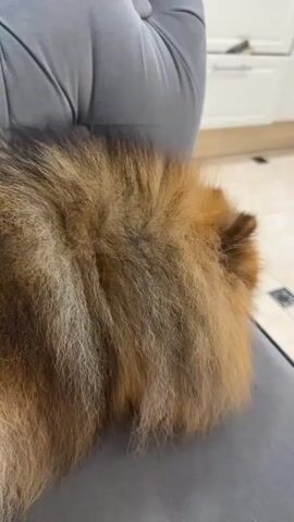The media file features a close-up, slightly blurred shot of a Pomeranian dog. The dog, with its characteristic fluffy brown and tan fur, is perched on a grey, tufted surface that appears to be a piece of furniture, possibly a sofa or chair. The dog's face is the primary focus, with its dark eyes and snout clearly visible. The background is out of focus but suggests an indoor setting with hints of kitchen cabinets and tiled flooring. The overall impression is of a pet relaxing in a comfortable environment. The text overlay indicates "00:00", "00:01", "00:02", "00:03", and "00:04" which are timestamps, and also a Russian phrase "установлен в 1994 году как символ дружбы". This translates to "established in 1994 as a symbol of friendship". The location context provided is Shushary, Russia, which might be the location where this media was captured or is relevant to the content. There are no people visible in the frame. The lighting appears to be indoor ambient light.