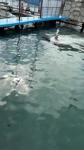 A bald man is propelled forward in a large body of water by two dolphins, one on each side, while he holds onto their dorsal fins. The dolphins are pushing him through the water, creating a wake behind them. The water is a murky green color, and there are reflections of sunlight on its surface. In the background, there is a blue and white pier or dock structure with some fencing.