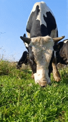 Cattle herd grazing in a sunny rural field in Karsha