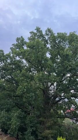A large, leafy tree with dark green foliage dominates the frame against a cloudy sky. The camera pans slowly upwards, showing the dense canopy of the tree and its strong branches. In the background, the tops of some buildings and more trees are visible. The overall impression is one of nature and overcast weather.