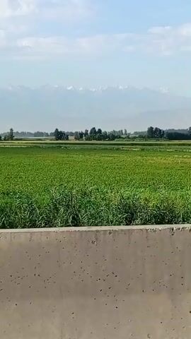 The video shows a view from a moving vehicle. In the foreground is a concrete barrier. Beyond the barrier is a large, lush green field that appears to be farmland. In the distance, there are trees and mountains under a hazy sky. The camera is panning slightly, suggesting the vehicle is moving along a road. There are no people or animals visible in the frame. The time of day appears to be daytime, with the sun casting a soft light.