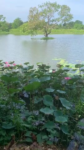 A serene pond scene unfolds, with a large tree standing solitary in the middle of the water. In the foreground, lush green lily pads dominate the surface, interspersed with delicate pink lotus flowers. The background features a verdant treeline under a bright, slightly cloudy sky. The camera slowly pans upwards, revealing more of the sky and the expansive natural landscape.