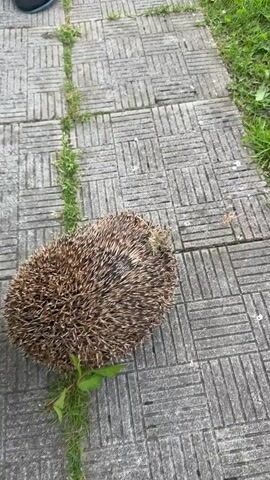 A gloved hand wearing a yellow glove with a floral pattern gently nudges a hedgehog on a paved path. The hedgehog, curled into a ball with its quills exposed, is on a path made of gray square pavers. Green grass grows on either side of the path. The hand then moves away, and the hedgehog begins to uncurl and move towards the grass. Further on, a blue and white plate with food scraps is visible on the grass.