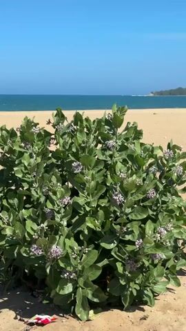 A video shows a tropical beach with a clear blue sky and calm turquoise ocean. In the foreground, a large green bush with purple flowers is prominent. The sand is light brown, and a distant landmass with trees can be seen on the right side of the frame. The camera pans slightly to the right, revealing more of the beach and the ocean. There are no people or animals visible in the shot. The overall impression is one of a serene and sunny day at the beach.