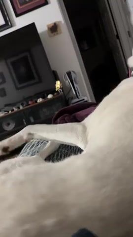 A white dog with blue eyes is being petted on the head by a person. The dog has a pink collar on and appears to be lying down on a patterned surface. The background is out of focus but appears to be an indoor setting with furniture and pictures on the wall. The dog's mouth is open and it seems to be panting or smiling.