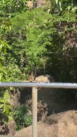 The camera pans across a metal railing bordering a lush, green area with rocks and trees. The railing leads to a set of concrete stairs where a man stands, dressed in a white shirt and blue pants. He is looking out over the vegetation. The camera moves along the railing, revealing more of the hillside covered in greenery.