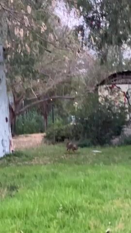 The video shows an animal, possibly a fox or a jackal, running through a grassy area and then across a paved path in a park-like setting. The animal is brown with a slender body and a bushy tail. It moves quickly and purposefully. In the background, there are trees with white bark and green foliage.  A person is walking on the path in the distance.  A street lamp is visible.  There's a light musical sound accompanying the video.