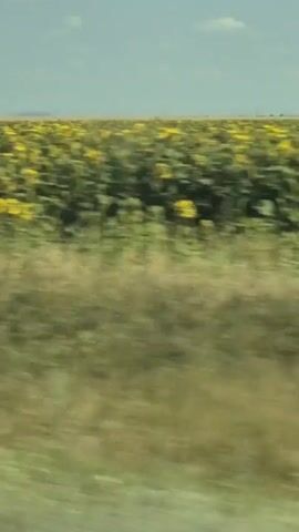 A car travels along a road, passing a vast field of sunflowers on the right side. The sunflowers are in full bloom with bright yellow petals and green leaves, stretching as far as the eye can see. The sky is a clear blue with a few scattered clouds. In the distance, there are hints of wind turbines and a few trees. The foreground shows a blur of green grass and some foliage, indicating the movement of the vehicle. The overall impression is a scenic drive through the countryside on a sunny day.