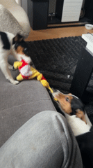 Dogs play tug-of-war with toy in Sofia home