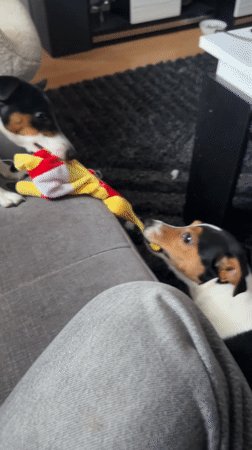 Dogs play tug-of-war with toy in Sofia home