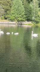 Swan family and ducks on a quiet lake in Kokalyane