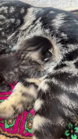 A close-up shot shows a very young kitten, possibly only a few days old, nursing from its mother cat. The kitten is mostly black and gray tabby with its head tucked into its mother's belly. The mother cat is a larger black and tan tabby. They are lying on a colorful, patterned rug. The background is out of focus but appears to be a rough, light-colored surface.