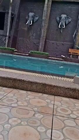 A close-up shot of a swimming pool area shows a patterned tiled floor in the foreground. Behind the pool, a dark textured wall features two elephant head sculptures. A narrow ledge borders the pool, and a few white decorative birds are visible near a wooden bench. Various personal items, including a straw hat, flip-flops, sunglasses, and a small bag, are placed on the ledge near the pool. The water in the pool is a vibrant turquoise.