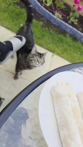 A tabby cat interacts with a person outdoors on a sunny day. The video opens with a high-angle shot showing a white plate with two wraps on a glass-top table, with the cat standing on a paved patio looking up towards the table. Green grass and garden plants with pink flowers are visible in the background. A person's foot, wearing a light-colored slipper, is partially visible on the left.

The cat, with its striped fur and green eyes, then approaches the person. It is seen looking up with an expectant expression. Finally, the cat places its front paws on a green fabric surface (possibly a chair or bag) next to the person's leg and slipper, looking directly at the camera with an intense gaze, seemingly seeking attention or food. The scene takes place on an outdoor patio, suggesting a relaxed, daytime setting. There is no visible text in the video.