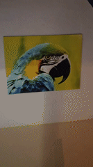 Witness documents collection of framed artwork featuring parrots and florals
