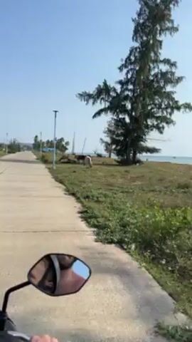 The video shows a person riding a scooter on a concrete road alongside a grassy field near a beach. In the field, a light-colored cow is grazing on the grass. The ocean is visible in the background, with a small boat on the water. The sky is clear and blue, and the sun is shining brightly.