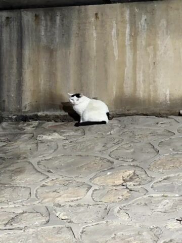 The video shows a white cat with black markings sitting on a paved surface. The cat is facing away from the camera and has its head turned slightly to the left. Behind the cat is a concrete wall. The scene is dimly lit.