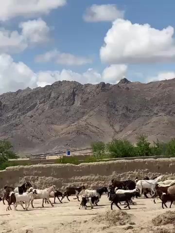 The video opens with a wide shot of a herd of goats and a few sheep running and walking across a dry, dusty path. The animals are a mix of white, brown, and black. In the background, a large, rocky mountain range dominates the landscape under a blue sky with scattered white clouds. Green trees and low, tan-colored mud walls are visible between the animals and the mountains.

As the video progresses, a man dressed in light-colored traditional clothing (likely shalwar kameez) appears on the right side of the screen, walking across the path from right to left, herding a small group of goats. The scene is bright and appears to be daytime. The rugged, arid terrain and the style of the mud walls suggest a rural setting in a mountainous region, consistent with the provided location context of Mandisar, Afghanistan. There is no visible text.