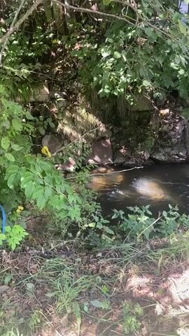 The video shows a wooded area with a small stream. There are trees, bushes, and rocks visible. A blue electrical cord is attached to a tree and extends towards the stream. The cord appears to be connected to a red electrical device. The stream water is dark and has some ripples on the surface. Sunlight is reflecting on the water. There are no people visible in the video.