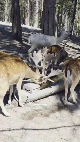 The video shows a group of deer gathered around a water trough in a wooded area. At least four deer are visible. One deer is white and stands behind the others. The rest are spotted brown deer. Two spotted deer are drinking from the trough. One spotted deer, in the foreground, is facing left and is mostly in view. Its head is down as it drinks. Another spotted deer is partially visible behind it, also drinking. To the right, another spotted deer is visible from the rear, standing near the trough. The environment is natural with trees and dirt ground. The sun is shining, creating shadows on the ground and on the deer.
