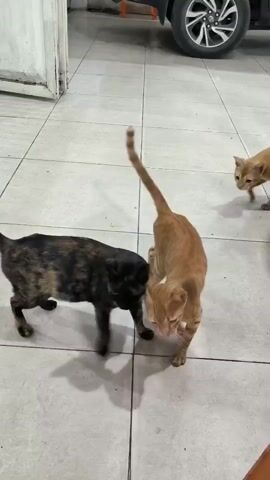 Three cats are in a room with tiled flooring. The cat on the left is a tortoiseshell cat with black, brown, and orange markings. It is in a low crouch with its tail curved upwards. The cat in the middle is a ginger tabby cat with its body angled towards the viewer. The cat on the right is also a ginger tabby cat and is walking away from the camera, with its head lowered as if sniffing the ground. A car wheel is visible in the upper right corner of the frame.