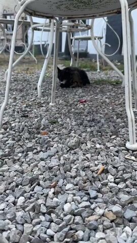 A black and brown cat lies on a gravel ground underneath a white metal table. The cat is grooming its paw. A red bottle cap is visible on the ground to the right of the cat.