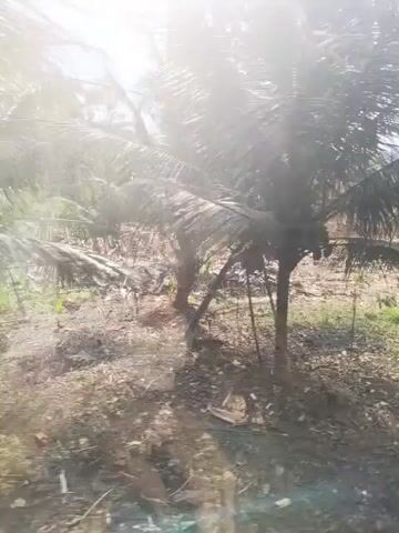 The video pans across a somewhat overgrown area with a coconut tree in the foreground. Beyond the tree, there is a pile of debris and what appears to be a damaged or under-construction building. The camera then moves to show a closer view of this structure, which has a multi-level design with wooden balconies. Further in the background, more debris and vegetation are visible. The overall impression is one of disrepair or a work in progress in a somewhat rural or undeveloped setting.