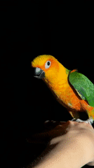 Evening scenes documented across Khimki: parrot, fountain, streetscape