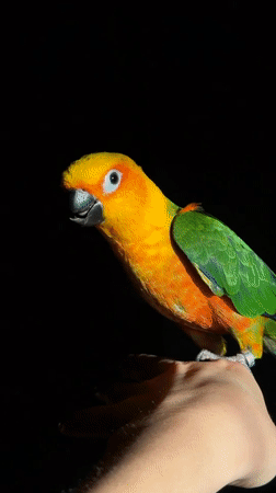 Evening scenes documented across Khimki: parrot, fountain, streetscape