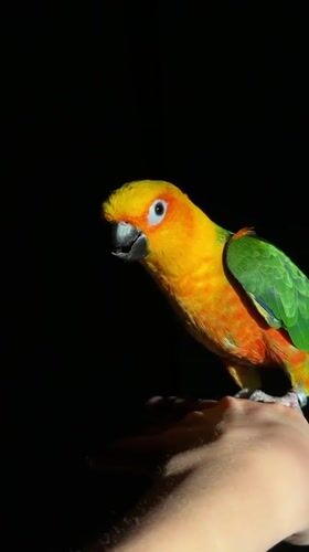 Evening scenes documented across Khimki: parrot, fountain, streetscape