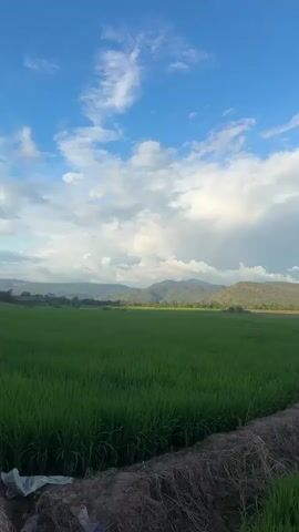 The video shows a wide expanse of green rice paddies under a bright blue sky with scattered white clouds. In the distance, a range of rolling hills forms a mountain backdrop. A faint rainbow is visible in the sky above the hills. The foreground of the video features the edge of a rice field, separated by a narrow strip of dry grass and soil. The overall scene depicts a rural landscape, likely during the daytime.